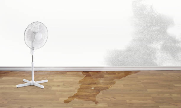 Best Professional water damage repair  in Despard, WV
