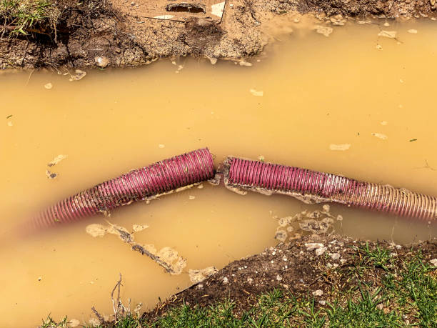 Best Mold removal after water damage  in Despard, WV